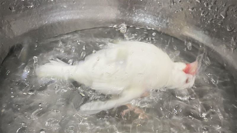 文鳥閉眼躺「滾水中」　12萬網瘋傳