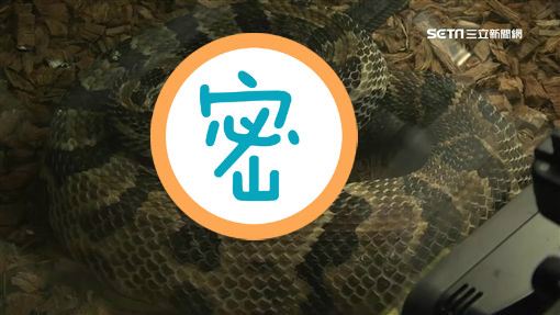 蛇掙扎亂竄　見牠被套「用過保險套」