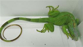 花蓮吉安傳綠鬣蜥出沒　縣府：零星個體花蓮縣政府農業處指出，縣內過去每年有發現零星綠鬣蜥個體，未有野外族群，倘若綠鬣蜥已在縣內建立野外族群，縣府將擬定移除計畫，控制綠鬣蜥族群數量並阻絕其分布擴散。（花蓮縣政府提供）中央社記者李先鳳傳真  110年1月6日