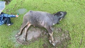 今年擎天崗已死24頭牛　動保處籲遊客：避開牛群活動範圍
圖／翻攝自耿葳臉書