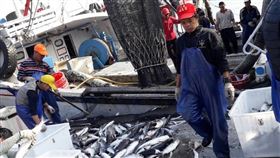 寒流帶來「烏金」　正頭烏已洄游到東北角海域野生烏魚每年冬季都會由北方南下產卵，成為漁民口中的「烏金」，從魚肉到魚卵都是寶，漁業處表示，正頭烏的魚群已洄游到東北角海域。圖為漁船豐收進港載來滿滿漁獲。（新北市漁業處提供）中央社記者王鴻國傳真  110年1月7日