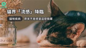 ▲圖／翻攝自PetTalk官網