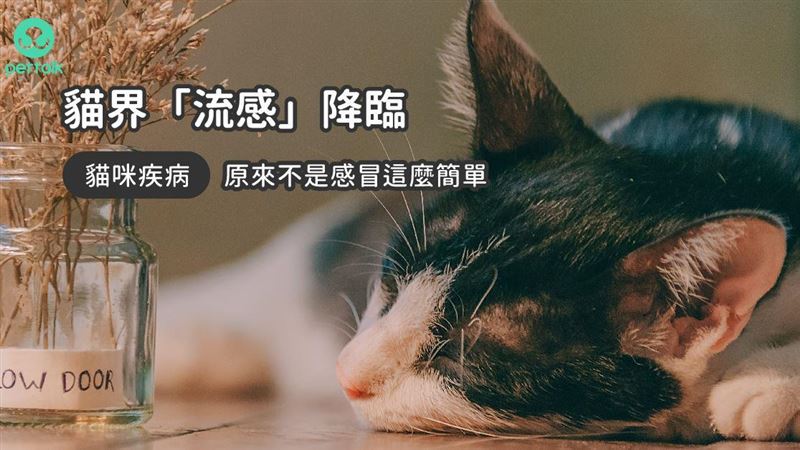 貓界「流感」，請小心貓咪鼻氣管炎！