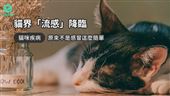 貓界「流感」，請小心貓咪鼻氣管炎！