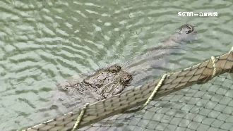 鱷魚整天不動　遊客竟丟石頭硬幣測試