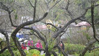 嘉義梅山公園梅花　1月中下旬將盛開
