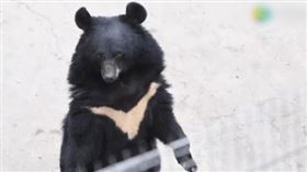 ▲成都動物園黑熊周周。（圖／翻攝自微博）