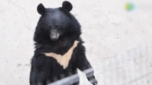 站立揮手被懷疑　黑熊：我不是工讀生