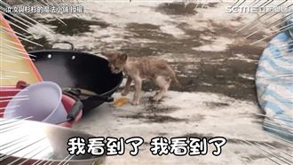 幼貓病危！他堅持與天搶命盼來奇蹟