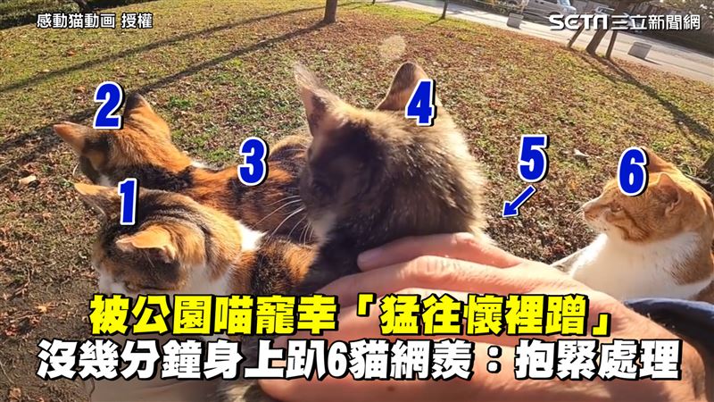 猛往懷裡蹭　他被6貓包圍寵幸網羨
