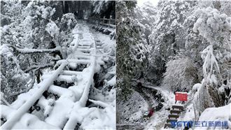 獨／太平山現況　樹梢染成雪白花椰菜