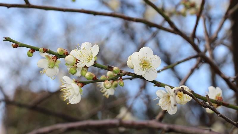 賞花去！士林官邸梅花進入最佳賞梅期
