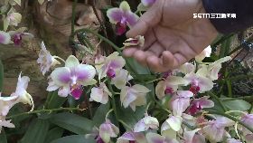 (13)蘭花加熱棒1230