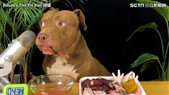 比特犬趁機偷吃秒心虛　內心戲全都錄