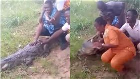 鱷魚,拍照,遊客,攻擊,驚悚