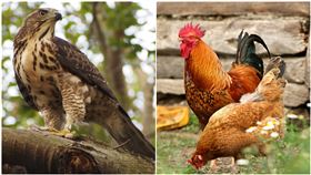 公雞中的戰鬥雞！老鷹從天而降捉小雞，慘遭4隻公雞圍攻反殺(PIXABAY