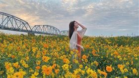 屏東舊鐵橋,波斯菊花海,IG網友授權提供