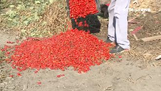 160斤番茄採了不買　觀光客扔地上
