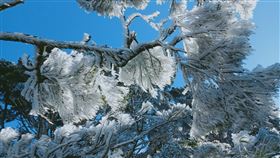 北大武山霧淞美景（1）寒流來襲，屏東縣北大武山雖沒下雪，但出現霧淞美景仍讓民眾驚豔。（吳德發提供）中央社記者郭芷瑄傳真　110年1月9日