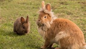 兔子。（圖／翻攝自Pixabay）