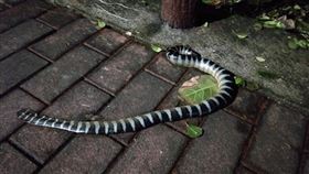 海蛇,外木山,毒性(翻攝自 基隆人 臉書)