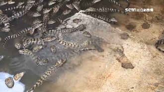 鱷魚也怕冷！電熱棒加熱「爽泡溫泉」