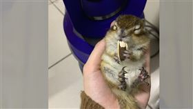 花栗鼠　冬眠（圖／翻攝自爆怨2公社）