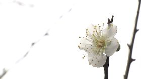 缺水梅花少1200