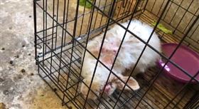 台中大雅赤腳丫農莊，虐待動物，歪頭兔，協頸症，安樂死，環境髒亂。(圖／鳥語獸躍粉專提供)
