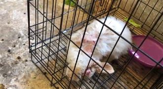 生態農場直擊！虐斜頸兔關籠重摔　　