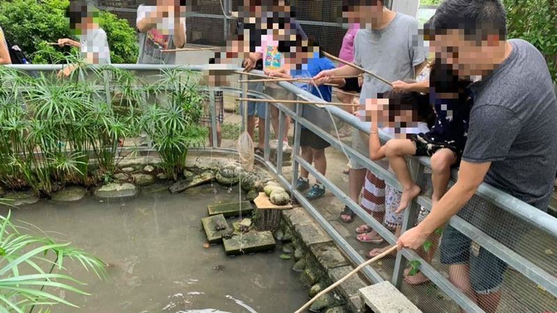 釣青蛙餵山羊違法攬客　網友怒：抵制