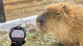  日本5動物園盛大舉辦「水豚泡湯賽」還直播…冠軍霸榜三年