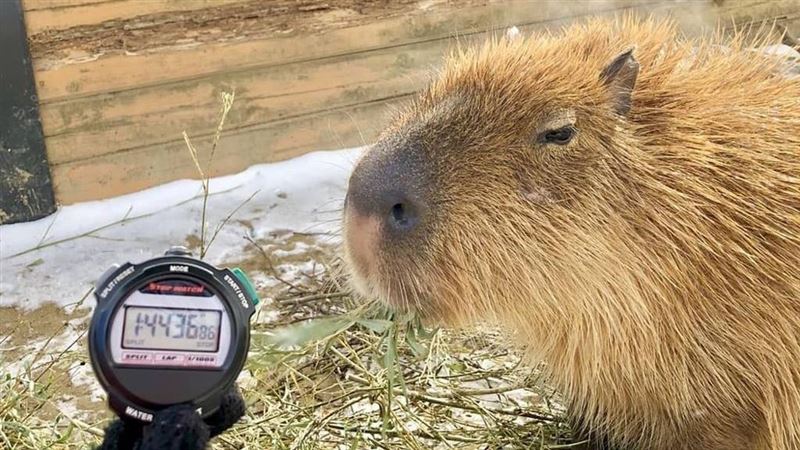 日動物園盛大辦水豚泡湯賽直播2小時