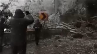 積雪太厚！台東路樹遭壓垮　交通塞爆