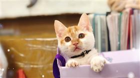 高處墜落撞到頭害眼瞎　萌貓神復原重見光明：快來認養我啦（圖／翻攝自新北市政府官網）