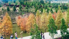 苗栗秘境／三灣落羽松 圖／廖俐惠攝影