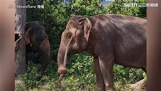 大象用樹枝抓癢　網：簡易版不求人！