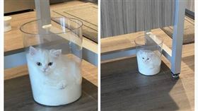 日本,寵物,貓咪,傘桶,液態（圖／翻攝自@ru_ruru831 Twitter）