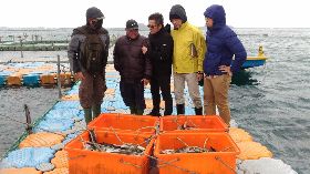 澎湖馬公菜園箱網養殖海鱺7成凍死（1