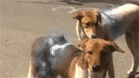 過嶺,流浪狗,砍傷,隨機(翻攝自 我是過嶺人)