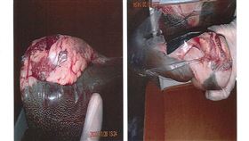 ▲美國出口的冷藏牛舌被驗出寄生蟲「弓蟲」。（圖／翻攝自食藥署網站）