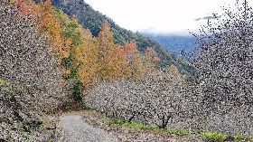 晚楓初梅  南橫公路美景