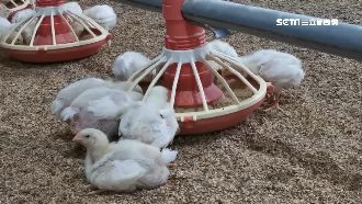 動物祛寒妙招　青農開暖氣給小雞吹