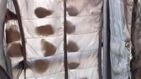 羽絨衣,洗衣機,蠶蛹,蠶寶寶(翻攝自 爆廢公社二館)