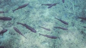 ▲魚。（示意圖／翻攝自pixabay）