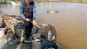 宜蘭壯圍上萬尾龍虎斑遭凍死宜蘭縣海洋及漁業發展所12日表示，宜蘭縣養殖石斑類魚種面積約14公頃，其中壯圍鄉占11公頃；根據壯圍鄉公所彙報，近日受寒流影響，壯圍鄉已傳出龍虎斑受寒害災損面積達4.8公頃，約7500公斤龍虎斑凍死，粗估約1萬2000尾。（宜蘭縣政府提供）中央社記者沈如峰宜蘭縣傳真  110年1月12日