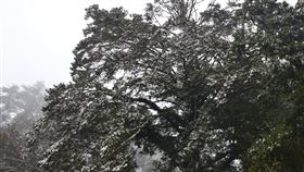 台東向陽地區積雪逐漸融化連續3波寒流，台東南橫公路向陽地區從8日開始飄雪，積雪未退，13日上午太陽出來才逐漸融化。中央社記者盧太城台東攝  110年1月13日