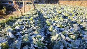 尖石,雪藏高麗菜,農損,下雪,（圖／翻攝畫面）