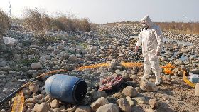 大安溪河床發現豬屍  相關單位進行消