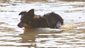 16:9
狗狗 愛犬 毛小孩 落水
圖／翻攝自pixabay
https://pixabay.com/images/id-5881612/